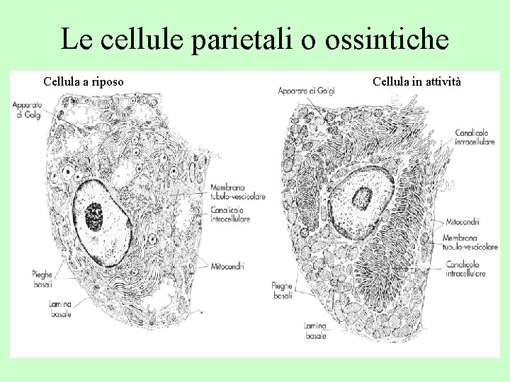 Le cellule parietali o ossintiche Cellula a riposo Cellula in attività 