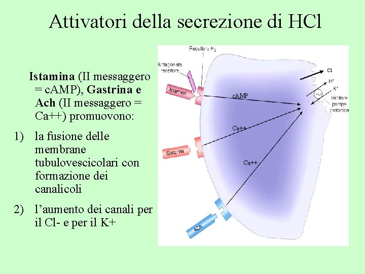 Attivatori della secrezione di HCl Istamina (II messaggero = c. AMP), Gastrina e Ach