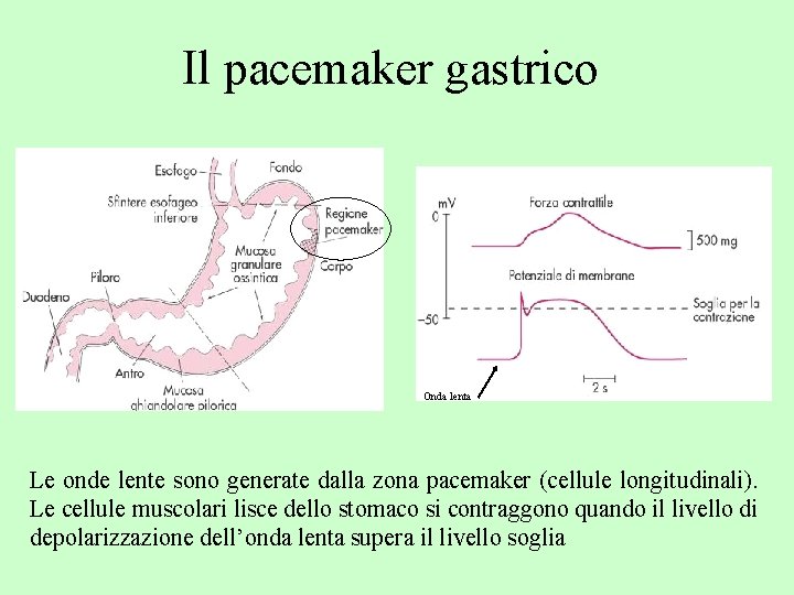 Il pacemaker gastrico Onda lenta Le onde lente sono generate dalla zona pacemaker (cellule