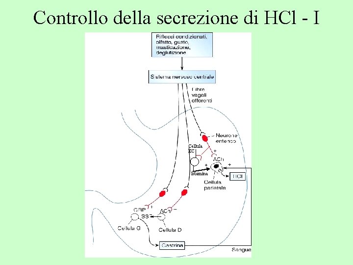 Controllo della secrezione di HCl - I Cellula EC + Istamina _ 