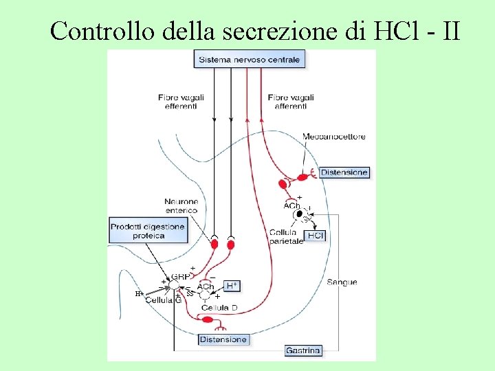 Controllo della secrezione di HCl - II _ H+ _ SS + 
