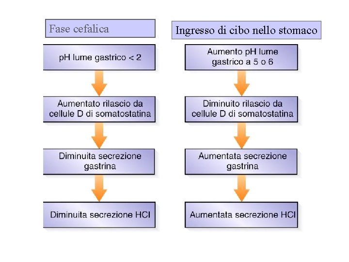 Fase cefalica Ingresso di cibo nello stomaco 