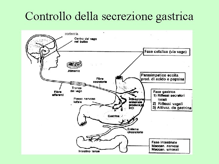 Controllo della secrezione gastrica corteccia 