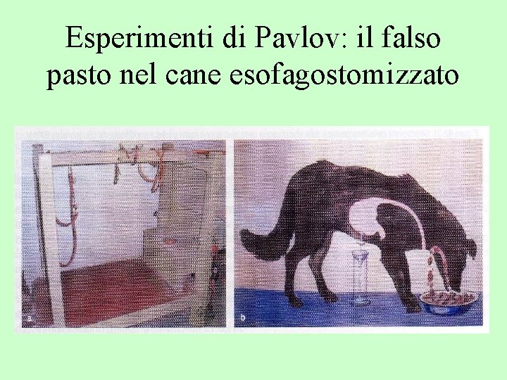 Esperimenti di Pavlov: il falso pasto nel cane esofagostomizzato 