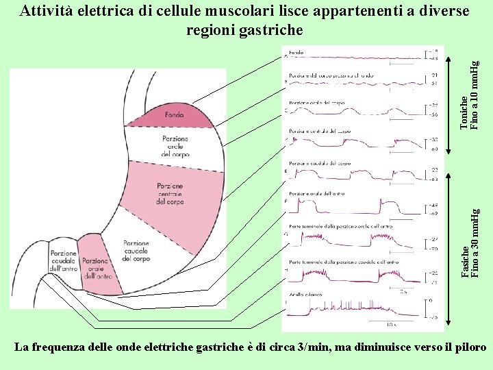 Fasiche Fino a 30 mm. Hg Toniche Fino a 10 mm. Hg Attività elettrica