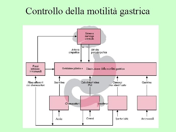 Controllo della motilità gastrica Costrizione pilorica e 