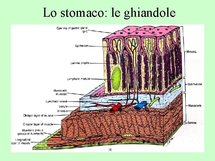 Lo stomaco: le ghiandole 