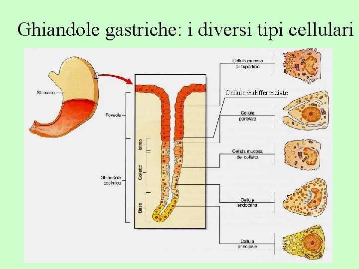 Ghiandole gastriche: i diversi tipi cellulari Cellule indifferenziate 