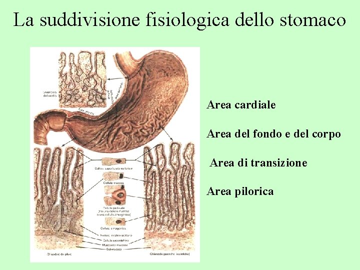 La suddivisione fisiologica dello stomaco Area cardiale Area del fondo e del corpo Area