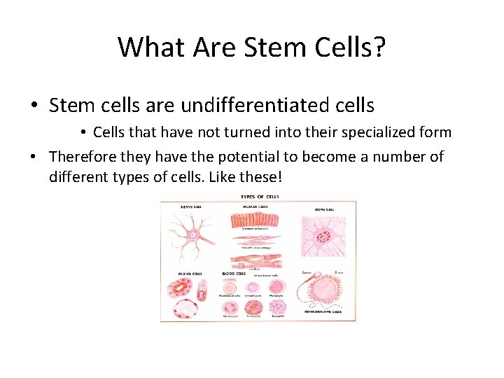 What Are Stem Cells? • Stem cells are undifferentiated cells • Cells that have