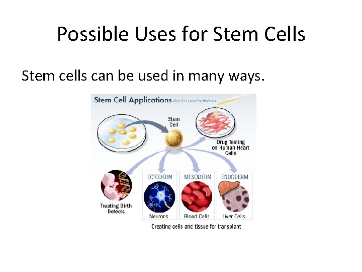Possible Uses for Stem Cells Stem cells can be used in many ways. 