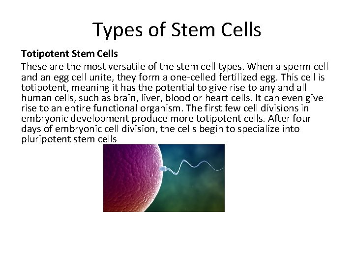 Types of Stem Cells Totipotent Stem Cells These are the most versatile of the