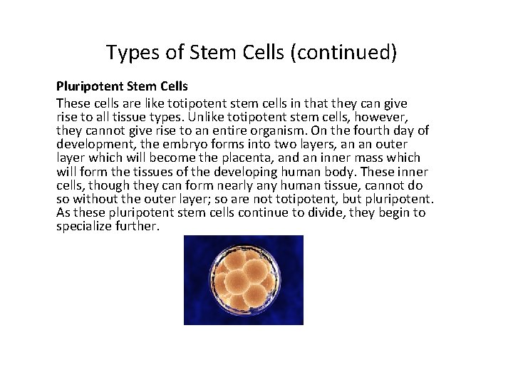 Types of Stem Cells (continued) Pluripotent Stem Cells These cells are like totipotent stem