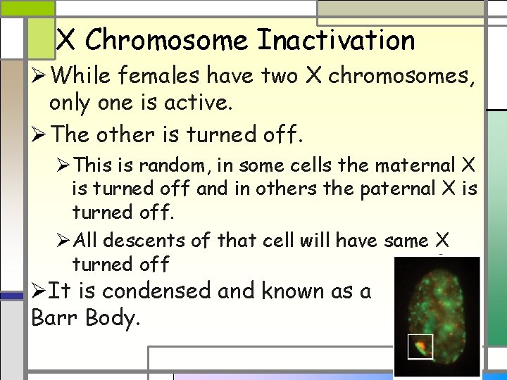 X Chromosome Inactivation Ø While females have two X chromosomes, only one is active.