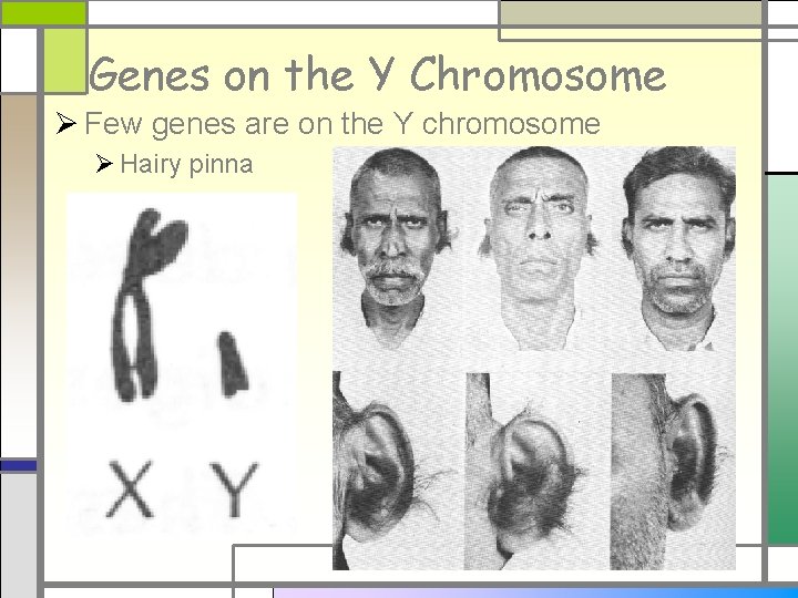 Genes on the Y Chromosome Ø Few genes are on the Y chromosome Ø