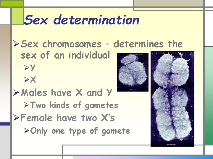 Sex determination Ø Sex chromosomes – determines the sex of an individual ØY ØX