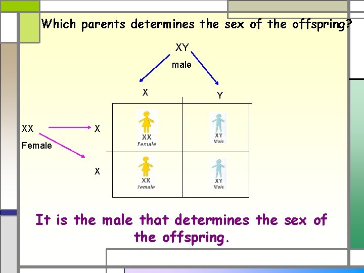 Which parents determines the sex of the offspring? XY male X XX Y X