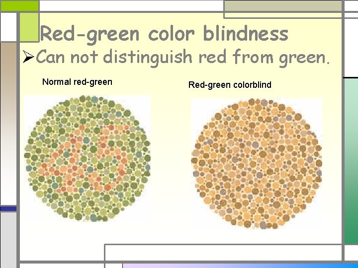 Red-green color blindness ØCan not distinguish red from green. Normal red-green Red-green colorblind 