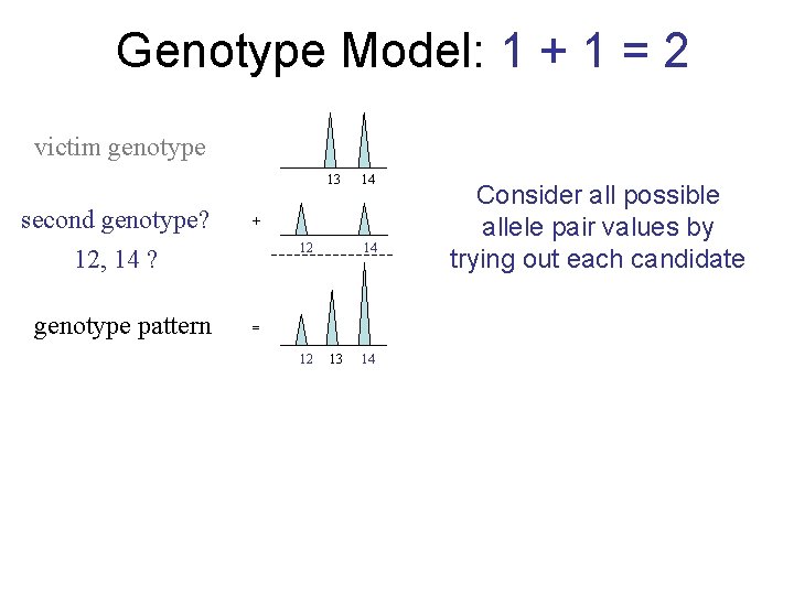 Genotype Model: 1 + 1 = 2 victim genotype 13 second genotype? 12, 14