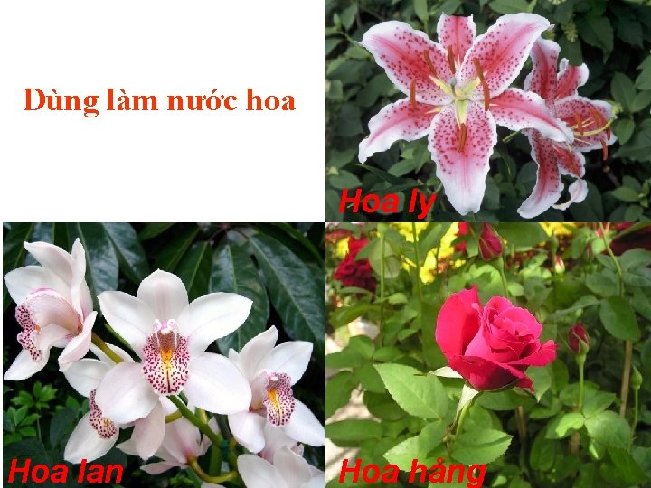 Dùng làm nước hoa Hoa ly Hoa lan Hoa hång 