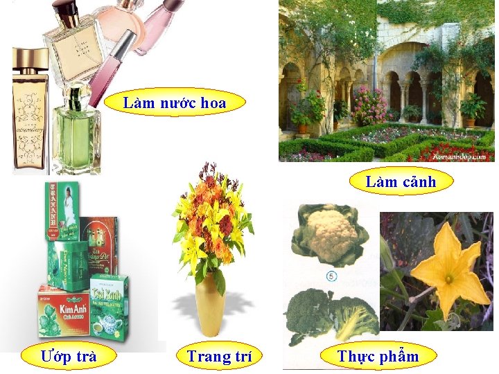 Làm nước hoa Làm cảnh Ướp trà Trang trí Thực phẩm 