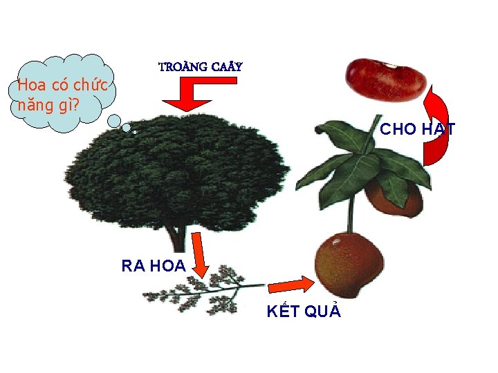 Hoa có chức năng gì? TROÀNG CA Y CHO HẠT RA HOA KẾT QUẢ