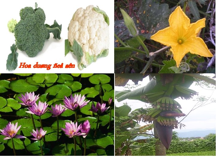 Hoa duøng ñeå aên 