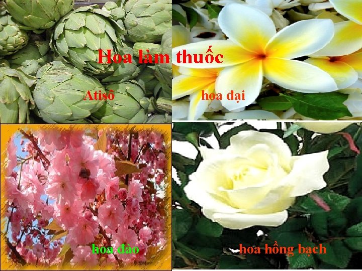 Hoa làm thuốc Atisô hoa đào hoa đại hoa hồng bạch 