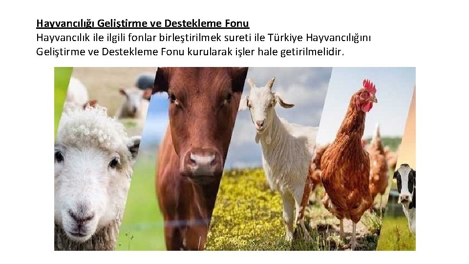 Hayvancılığı Geliştirme ve Destekleme Fonu Hayvancılık ile ilgili fonlar birleştirilmek sureti ile Türkiye Hayvancılığını