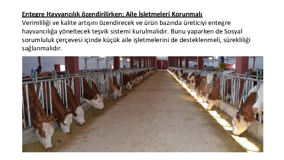 Entegre Hayvancılık özendirilirken; Aile İşletmeleri Korunmalı Verimliliği ve kalite artışını özendirecek ve ürün bazında