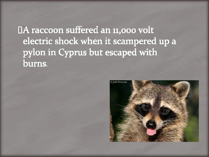 �A raccoon suffered an 11, 000 volt electric shock when it scampered up a