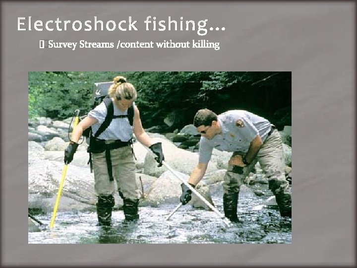 Electroshock fishing… �Survey Streams /content without killing 