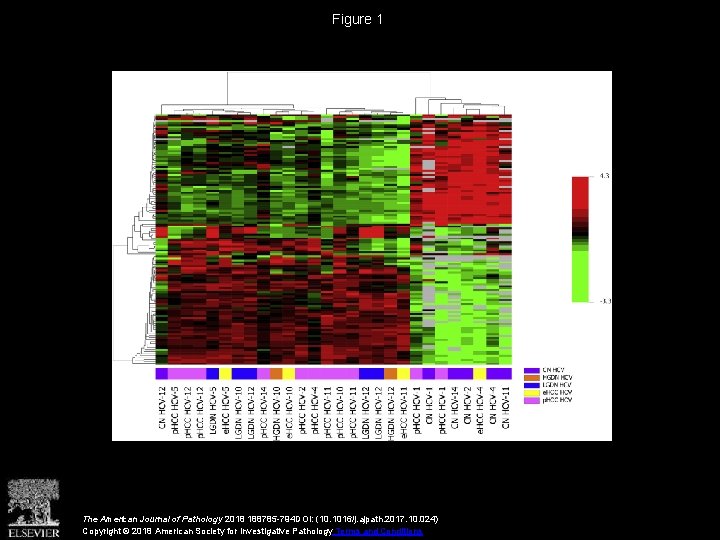 Figure 1 The American Journal of Pathology 2018 188785 -794 DOI: (10. 1016/j. ajpath.