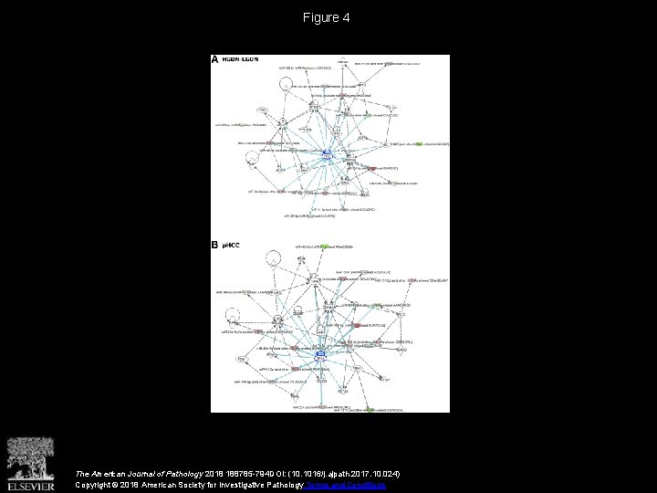 Figure 4 The American Journal of Pathology 2018 188785 -794 DOI: (10. 1016/j. ajpath.