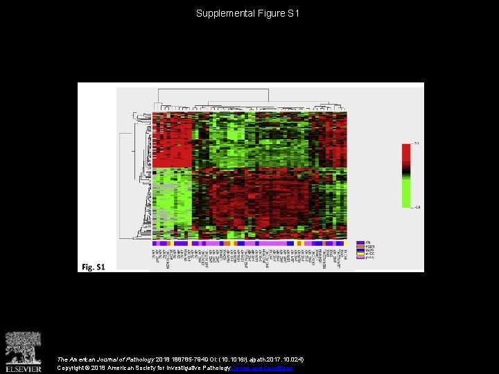 Supplemental Figure S 1 The American Journal of Pathology 2018 188785 -794 DOI: (10.