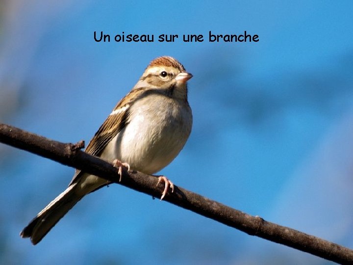 Un oiseau sur une branche 