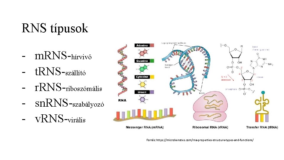 RNS típusok - m. RNS-hírvivő t. RNS-szállító r. RNS-riboszómális sn. RNS-szabályozó v. RNS-virális Forrás:
