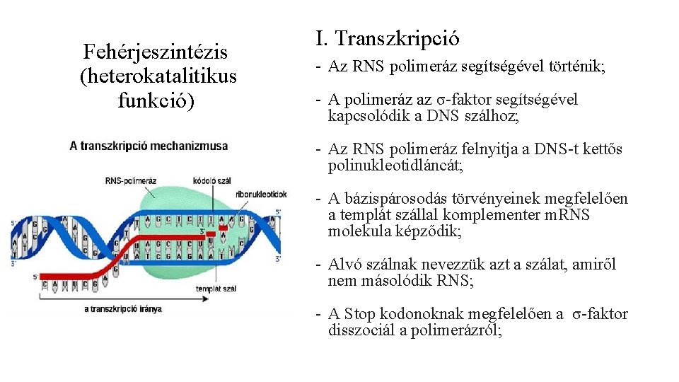 Fehérjeszintézis (heterokatalitikus funkció) I. Transzkripció - Az RNS polimeráz segítségével történik; - A polimeráz