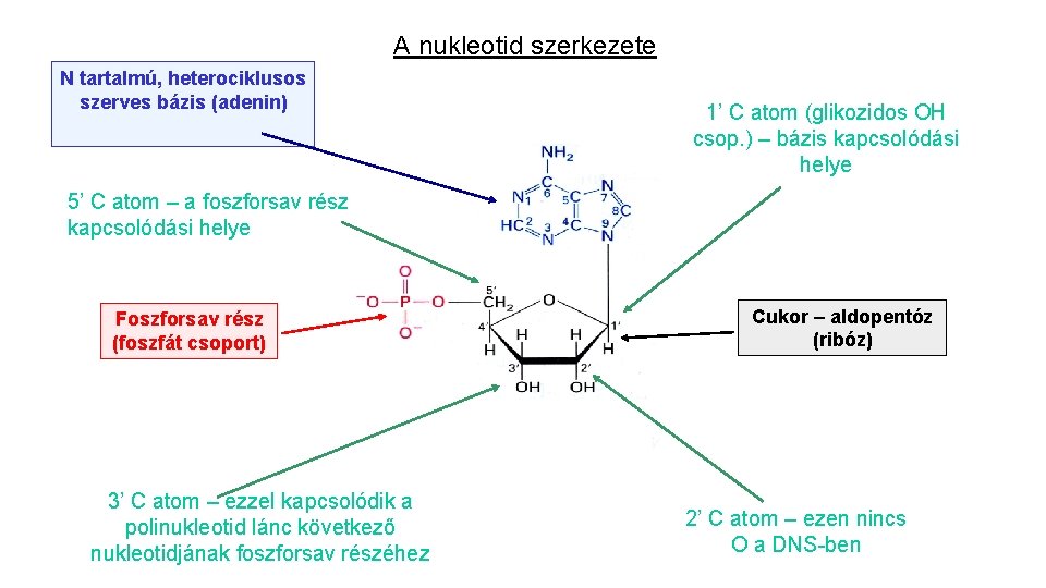 A nukleotid szerkezete N tartalmú, heterociklusos szerves bázis (adenin) 1’ C atom (glikozidos OH