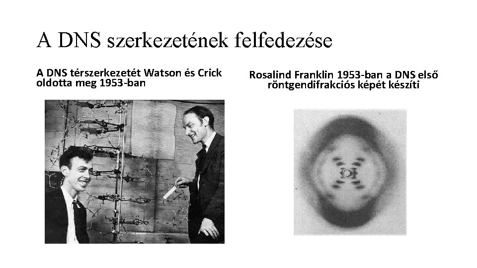 A DNS szerkezetének felfedezése A DNS térszerkezetét Watson és Crick oldotta meg 1953 -ban