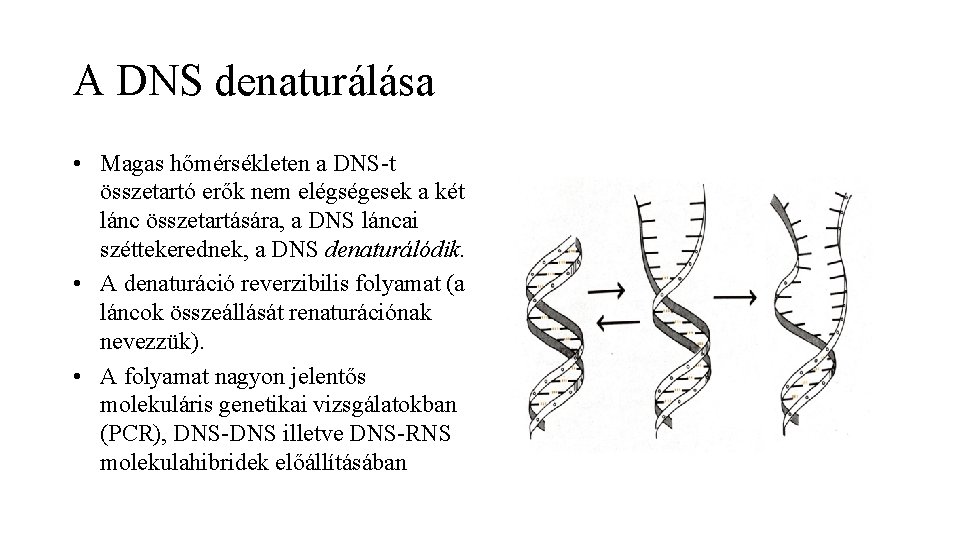 A DNS denaturálása • Magas hőmérsékleten a DNS-t összetartó erők nem elégségesek a két