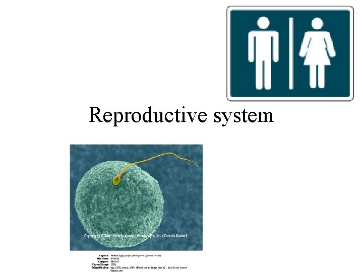 Reproductive system 