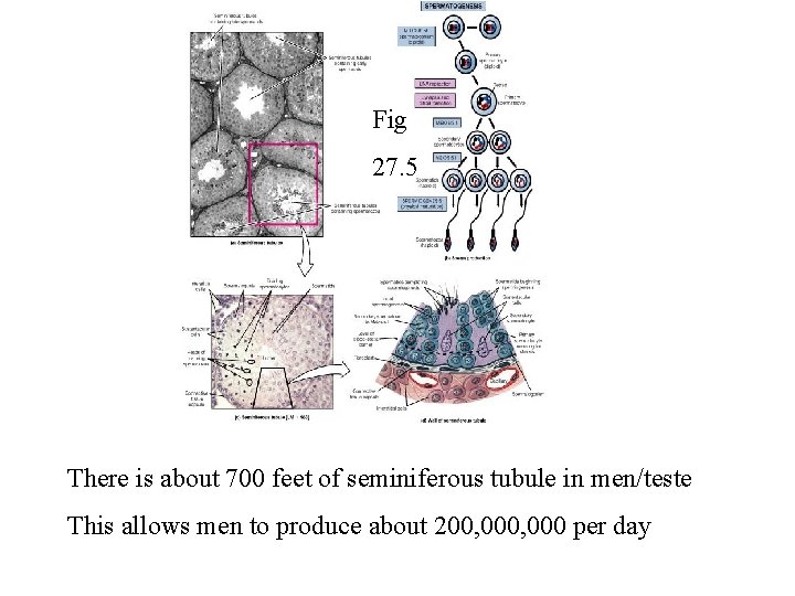 Fig 27. 5 There is about 700 feet of seminiferous tubule in men/teste This