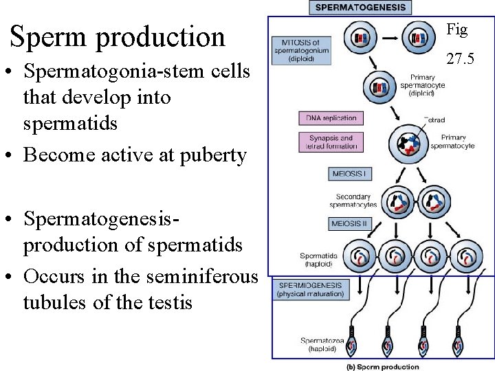 Sperm production • Spermatogonia-stem cells that develop into spermatids • Become active at puberty
