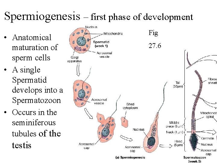 Spermiogenesis – first phase of development • Anatomical maturation of sperm cells • A
