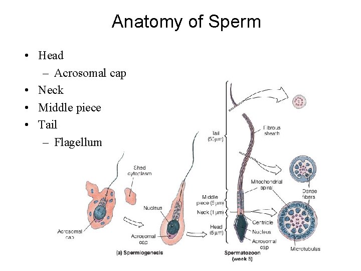 Anatomy of Sperm • Head – Acrosomal cap • Neck • Middle piece •