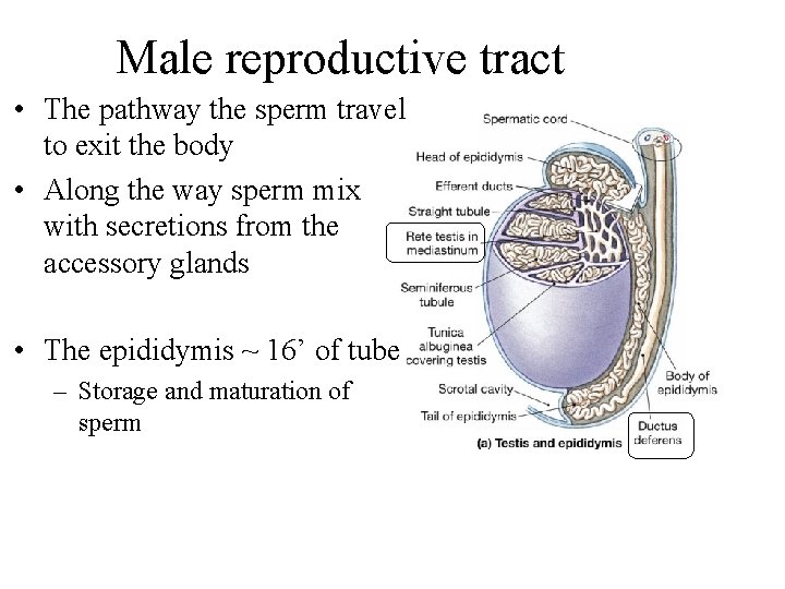 Male reproductive tract • The pathway the sperm travel to exit the body •