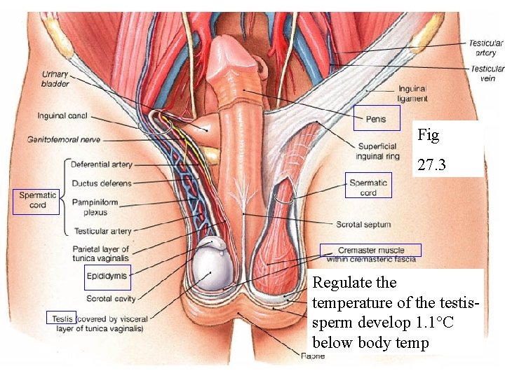 Fig 27. 3 Regulate the temperature of the testissperm develop 1. 1°C below body