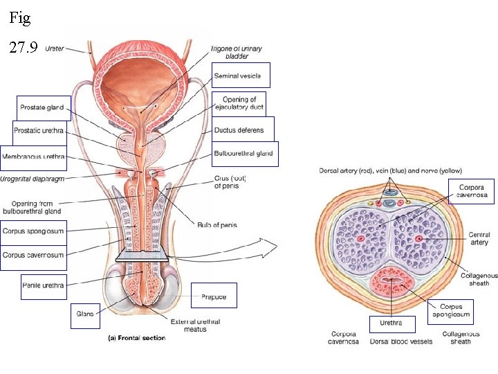 Fig 27. 9 