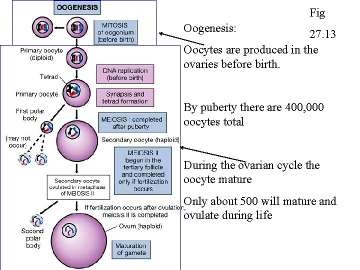 Fig Oogenesis: 27. 13 Oocytes are produced in the ovaries before birth. By puberty